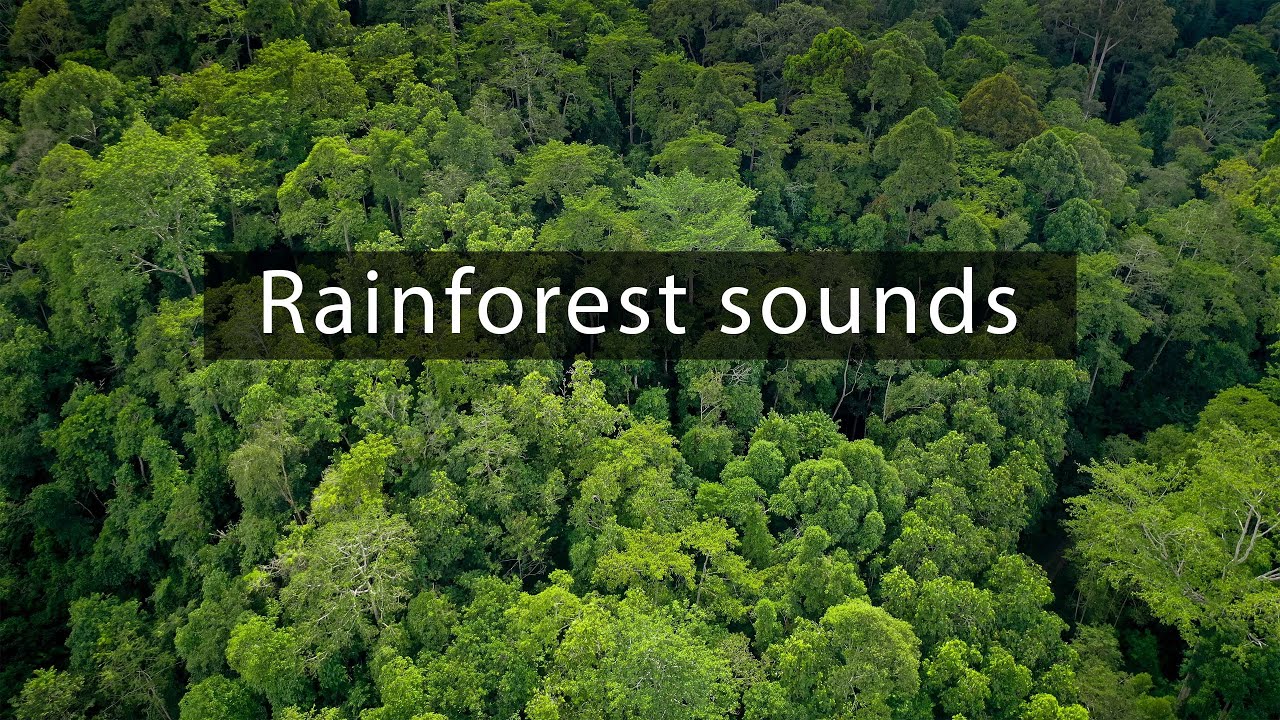 Rainforest sounds - Insects in the Borneo jungle
