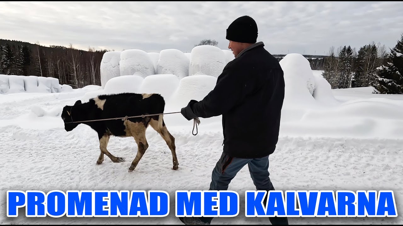 Flyttar kalvar