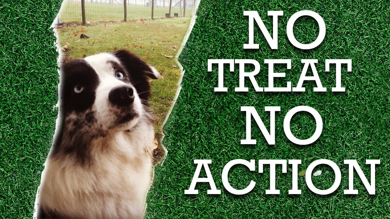 Dog Training 101: How to teach your dog to listen without using treats