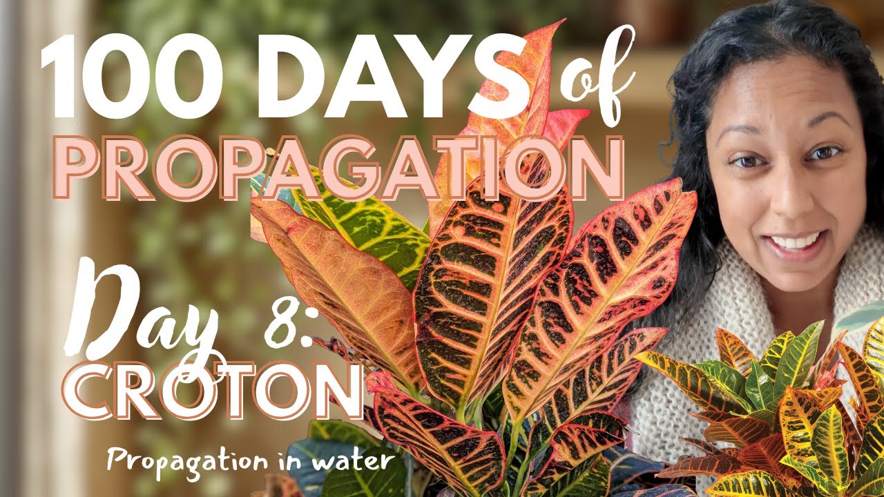 100 Days of Plant Propagation | Day 8: How to Propagate a Croton (codiaeum variegatum)