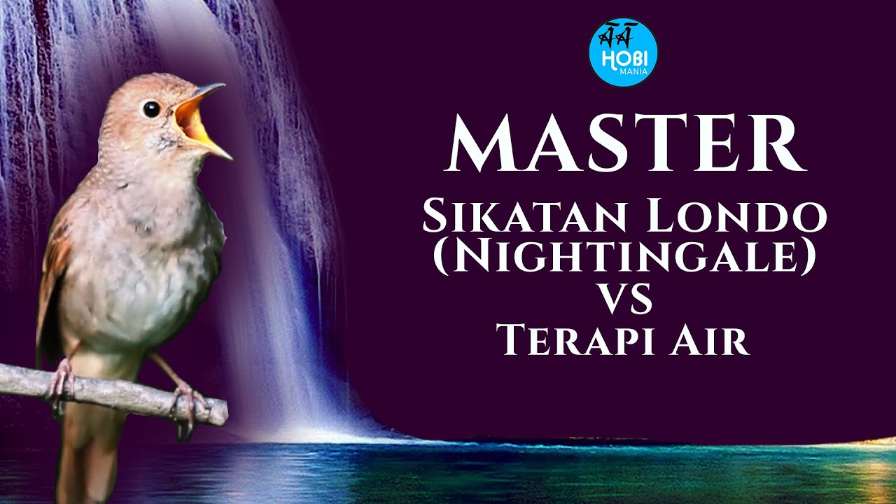 MASTER SIKATAN LONDO (Nightingale) Jeda TERAPI AIR