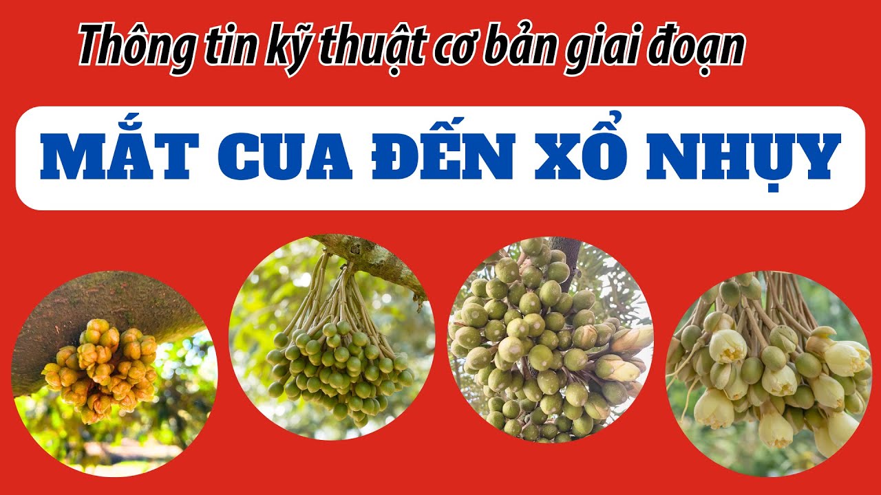 Chăm sóc sầu riêng giai đoạn mắt cua đến xổ nhụy