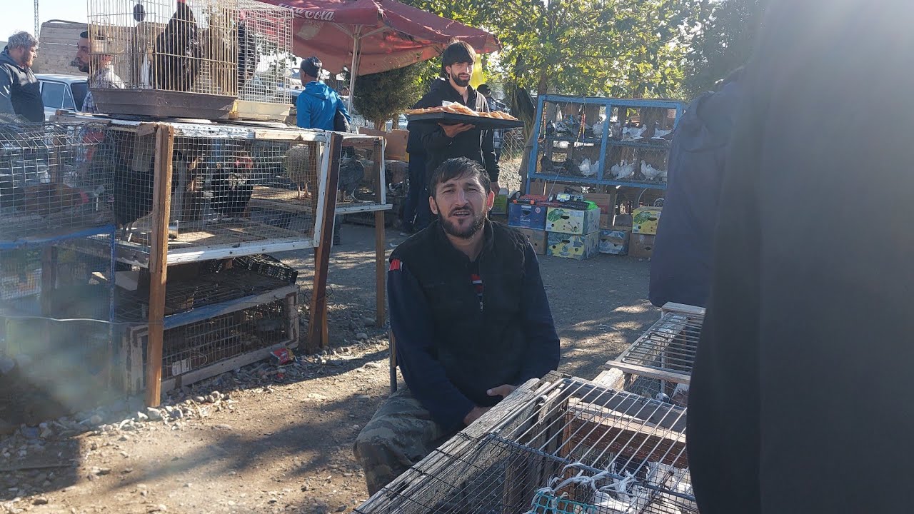 21 setyabr 2025 gənçə quş bazarı 050 567 95 25