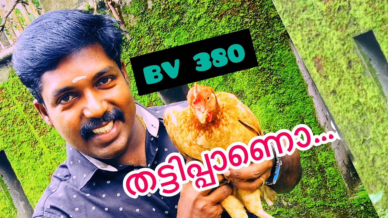 BV 380  എന്ന കോഴി തട്ടിപ്പാണോ..? Full details of bv 380 layer bird...