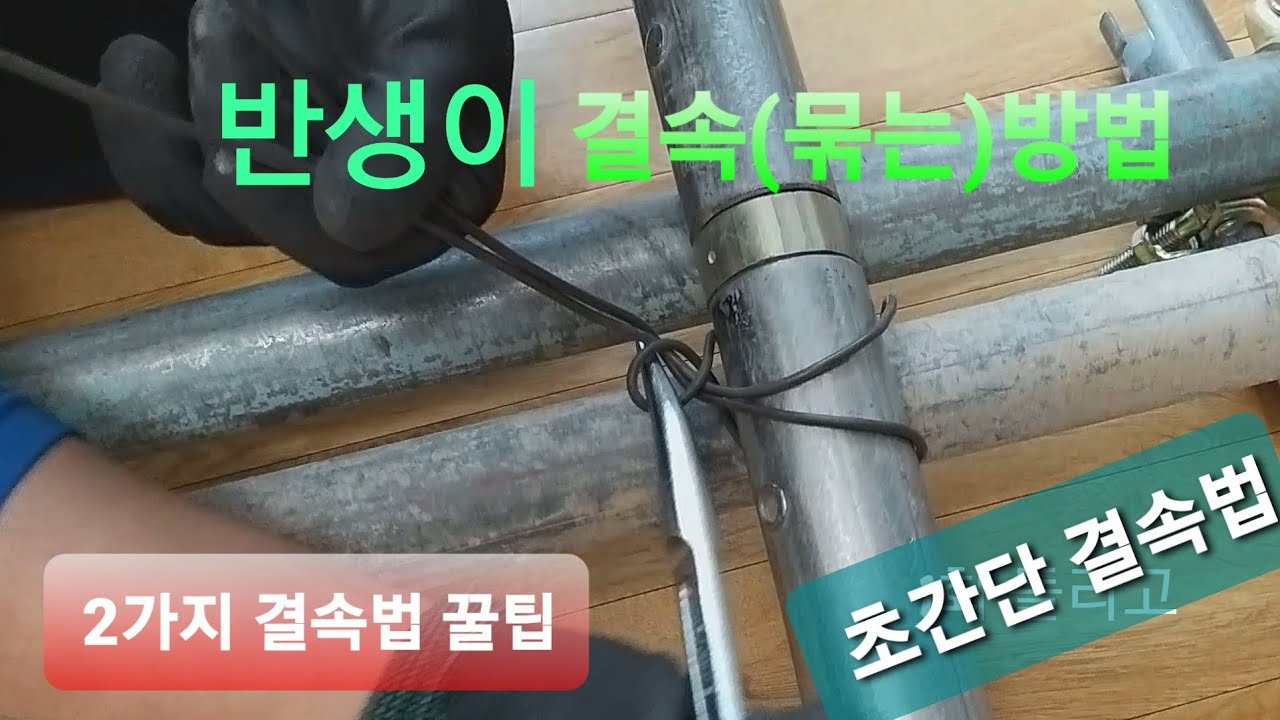 반생이 결속 (묶는)하는 방법 2가지 꿀팁 포인트