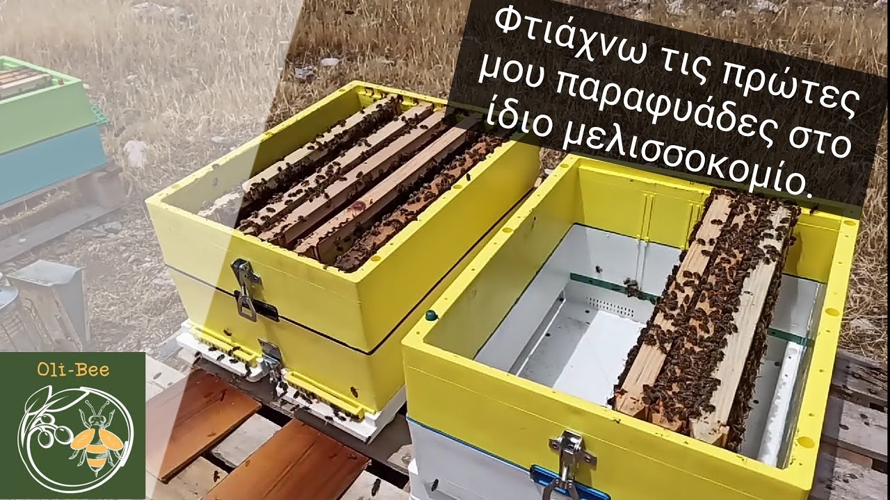 Κόβουμε τις πρώτες μας παραφυάδες στο ίδιο μελισσοκομείο  με νέα γονιμοποιημένη βασίλισσα. ( Part 1)