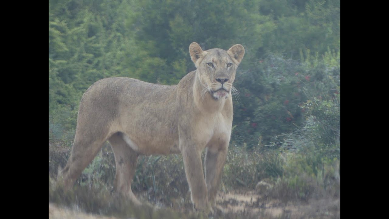 Addo National Park