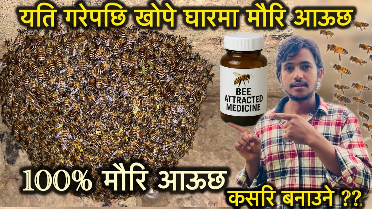 Bee trap//खोपे घार मा मौरी लाई कसरी आकर्षण गर्ने ॥ मौरी अकर्षण गर्ने दवाई ॥ मौरी पालन कसरी गर्ने ॥