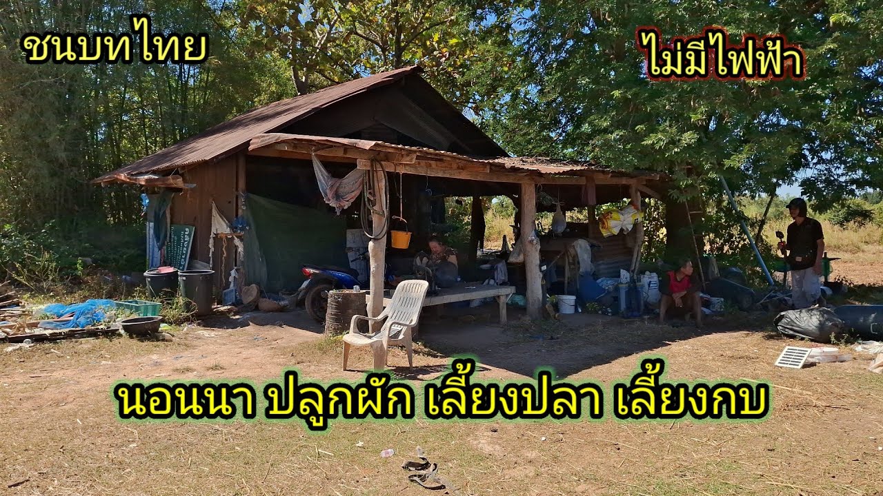 6 ปี แล้ว‼️ลุงออกมานอนนา ปลูกผัก เลี้ยงปลา เลี้ยงกบเลี้ยงควาย ชนบทอีสานใต้ อุบลราชธานี