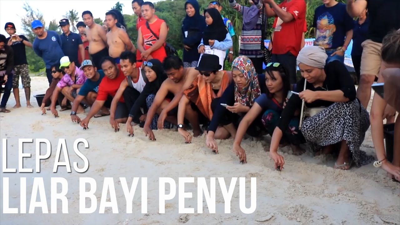 NET JATENG - LEPAS LIAR BAYI PENYU