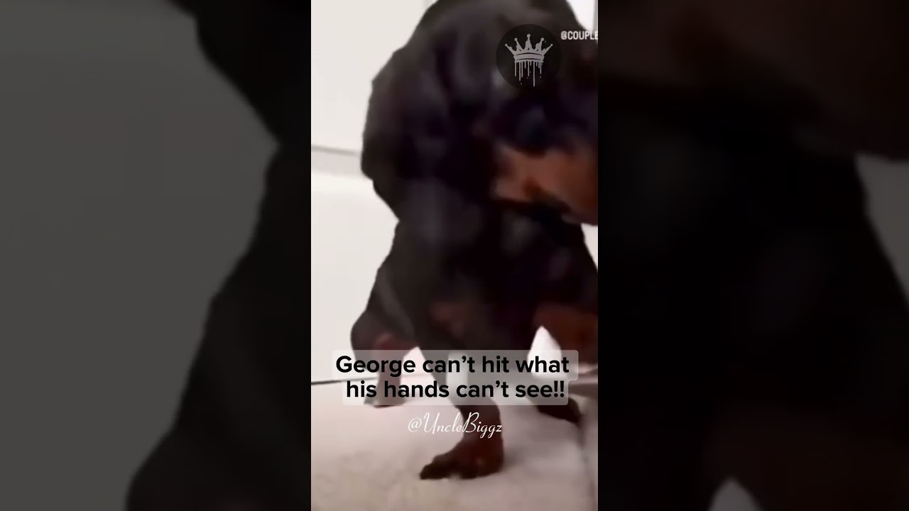 Dog Plays with Door Stop, Channels Muhammad Ali – Adorable Mashup!