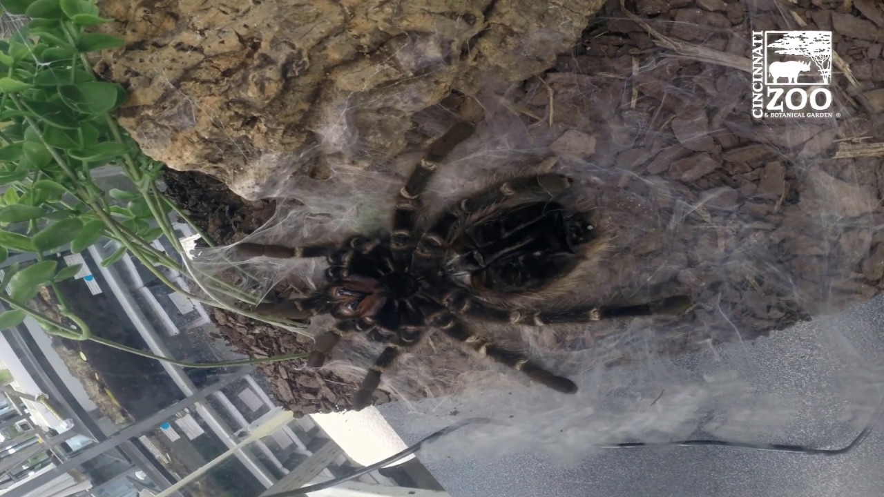 Brazilian Salmon Pink Bird-eating Tarantula Molting - Cincinnati Zoo