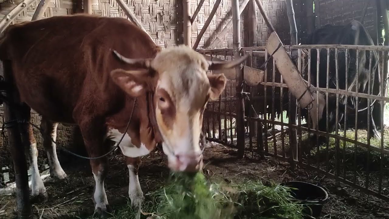 H397 Combor Sapi Simental Hamil-H90 Di Pagi Hari | Minggu 25 Januari 2026