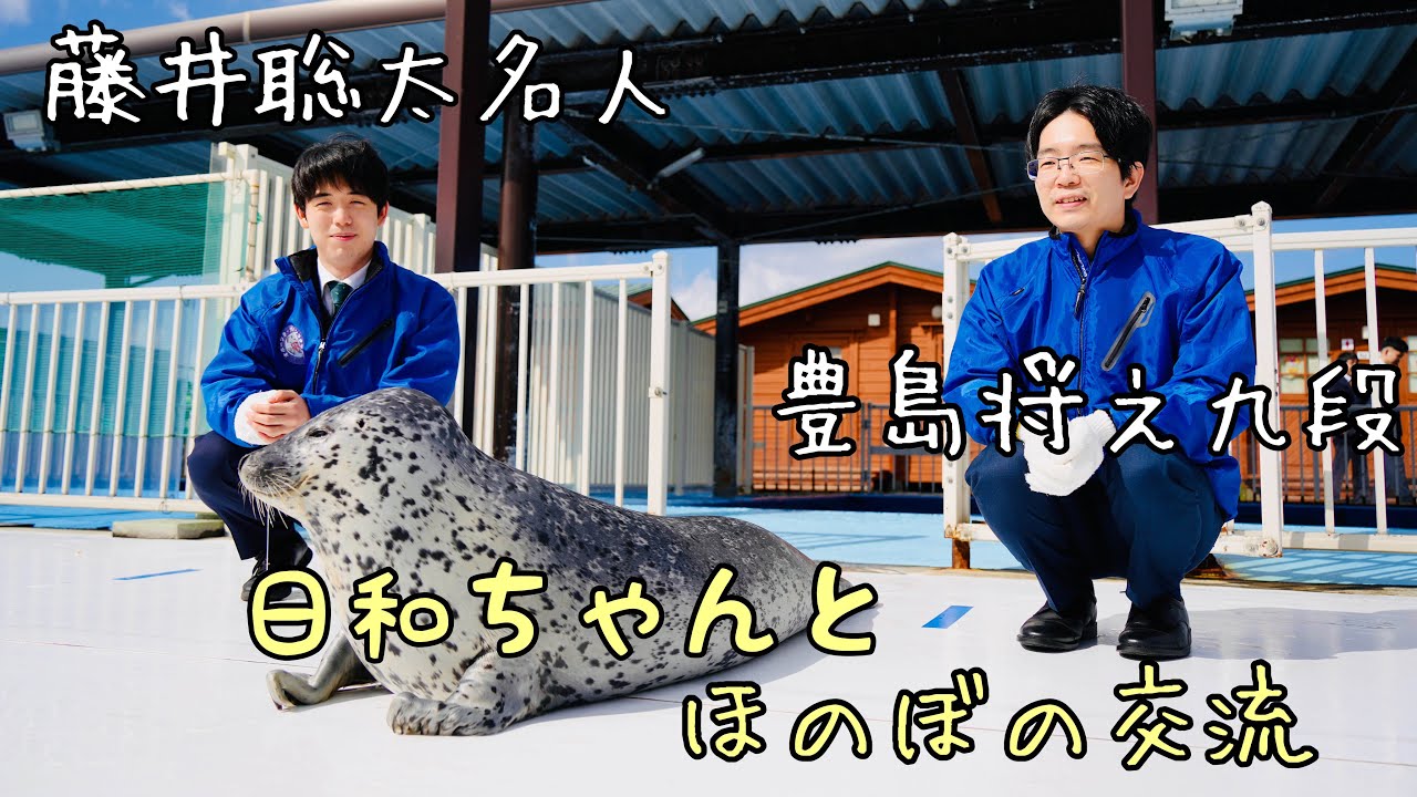 藤井聡太名人と豊島将之九段、アザラシの日和ちゃんとほのぼの交流＠北海道紋別市【第82期将棋名人戦第5局】＝北野新太撮影