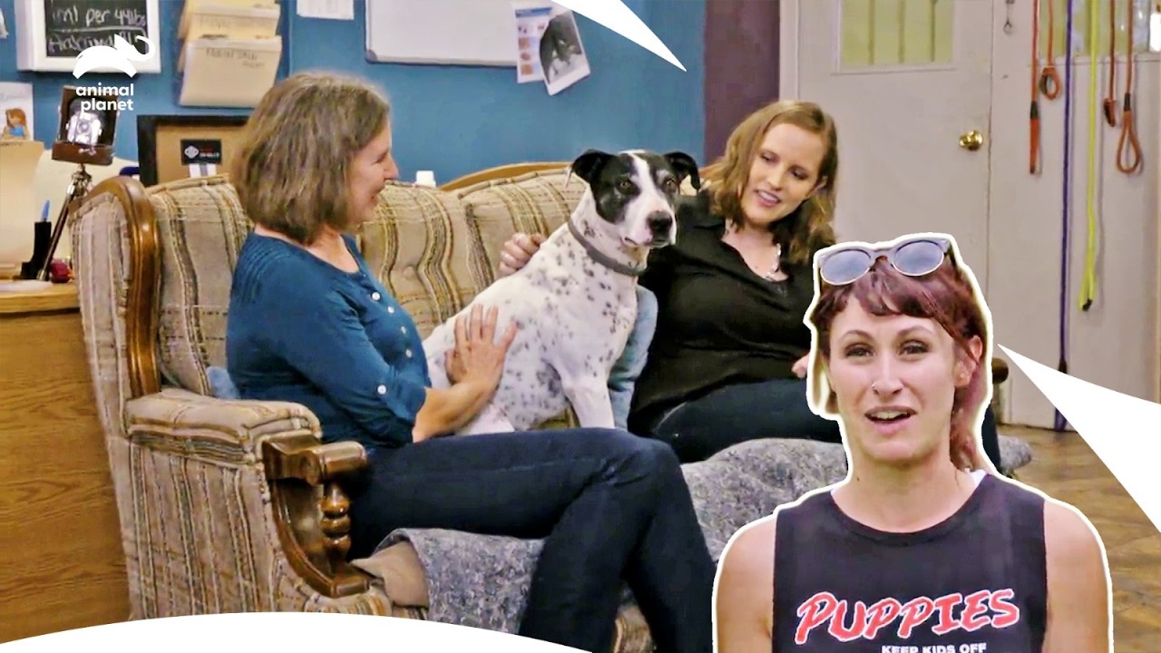 Rescued Senior Dog Gets Excited After Adoption | Pit Bulls & Parolees S8 E3,7,2| Animal Planet India