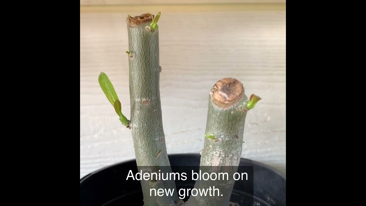 Desert Rose #pruning to get more branches (stage 1)