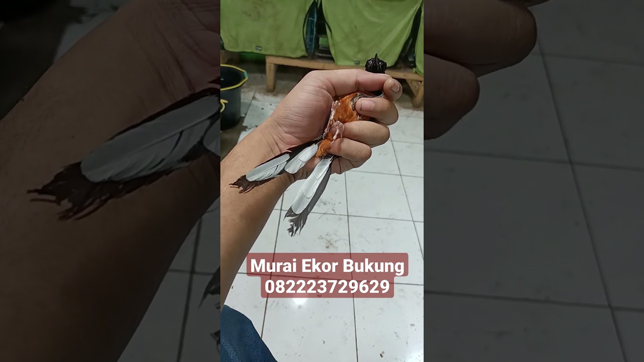 Murai Batu Ekor Bukung, Pur Halus Non Gembung 082223729629