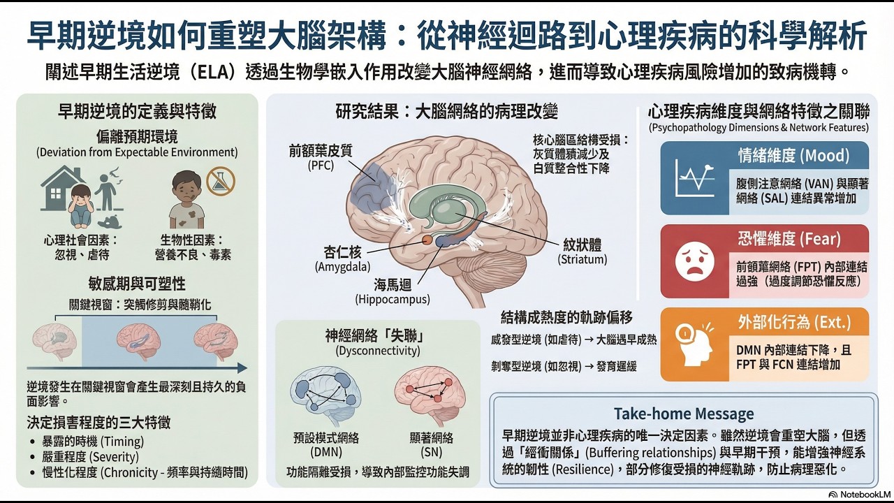 你的大腦被「刻」上了傷痕？Nature 2025 權威回顧：童年逆境如何重塑大腦線路