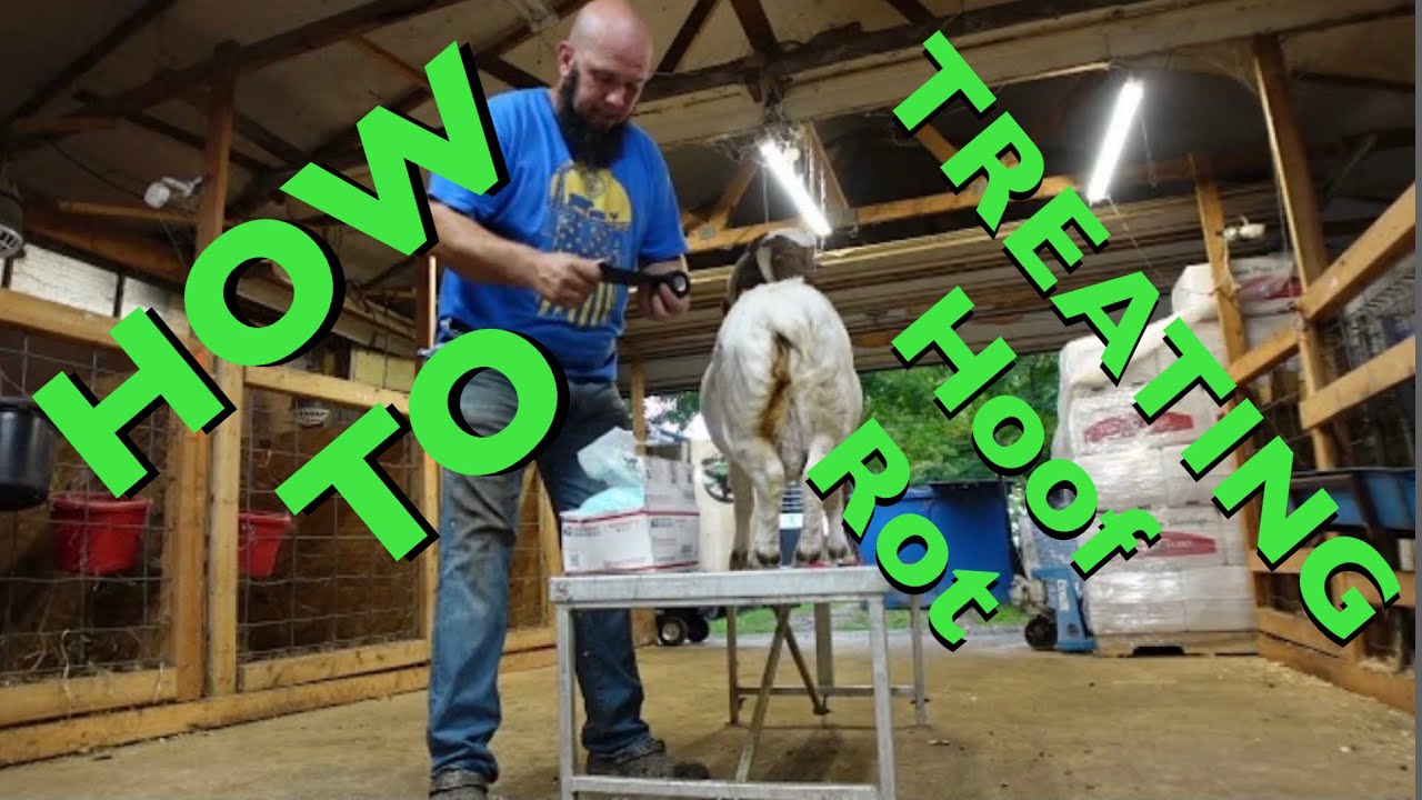 How We Treat Hoof Rot