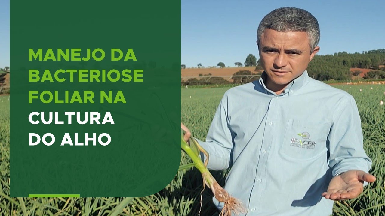 Bacteriose foliar do alho