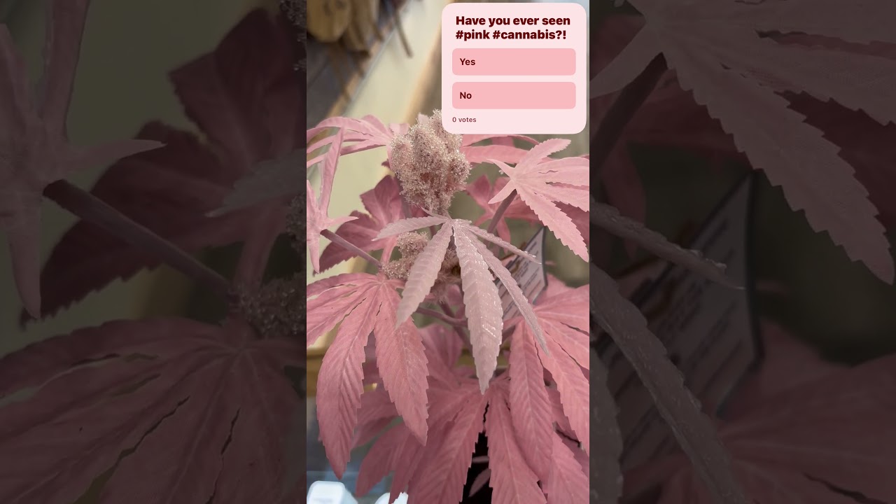 #Pink #cannabis