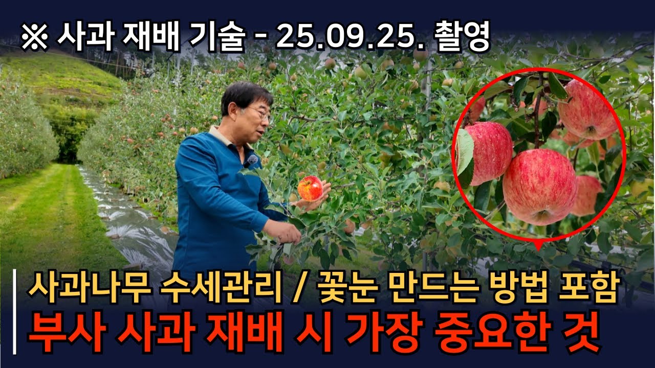 부사 사과나무 키우기 핵심 재배기술, 무엇보다 이것을 신경쓰셔야 합니다. 부사사과재배