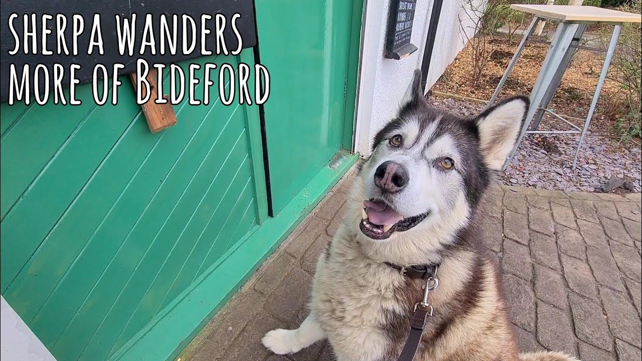 Sherpa Wanders and Explores in Bideford