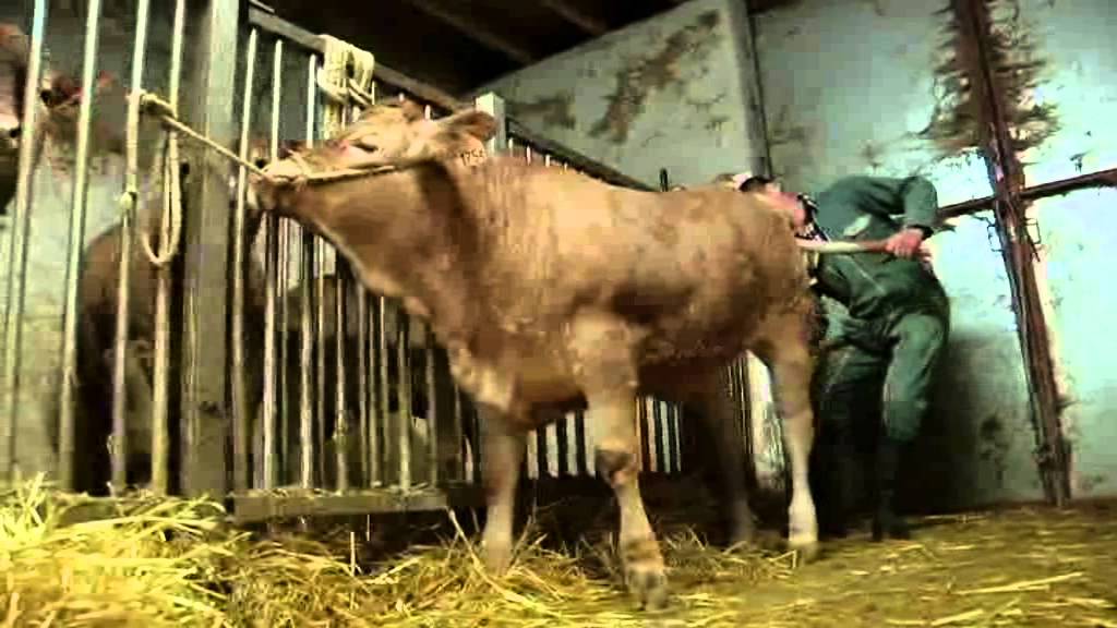 Épicerie fine - Le veau du Limousin