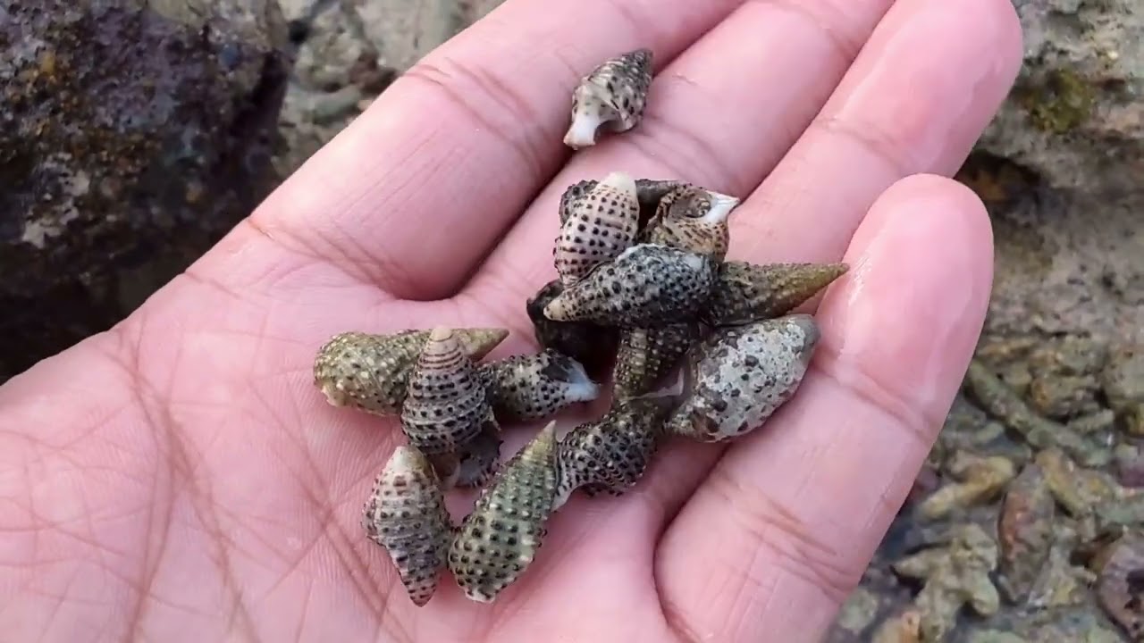来三亚赶海，带大家看看中科院深海所的私家海滩#我是自然课代表#亮记生物鉴定