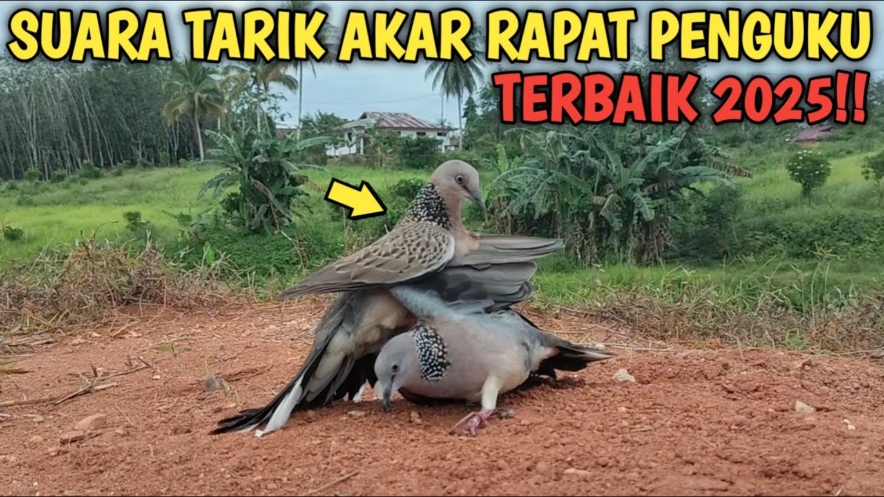 TERKUKUR SUARA TARIK AKAR RAPAT PENGUKU TERBAIK 2025 || HARUS JADI PIKAT