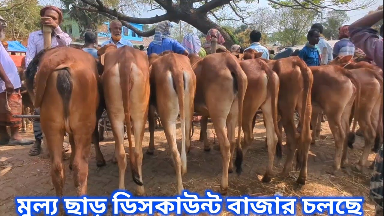 আজ ৪ মার্চ ২০২৬ || শাহিওয়াল বকনা গরুর ভিডিও দাম দর সোনাইচন্ডী হাট চাপাইনবয়াবগঞ্জ জেলা #গরুর_হাট 