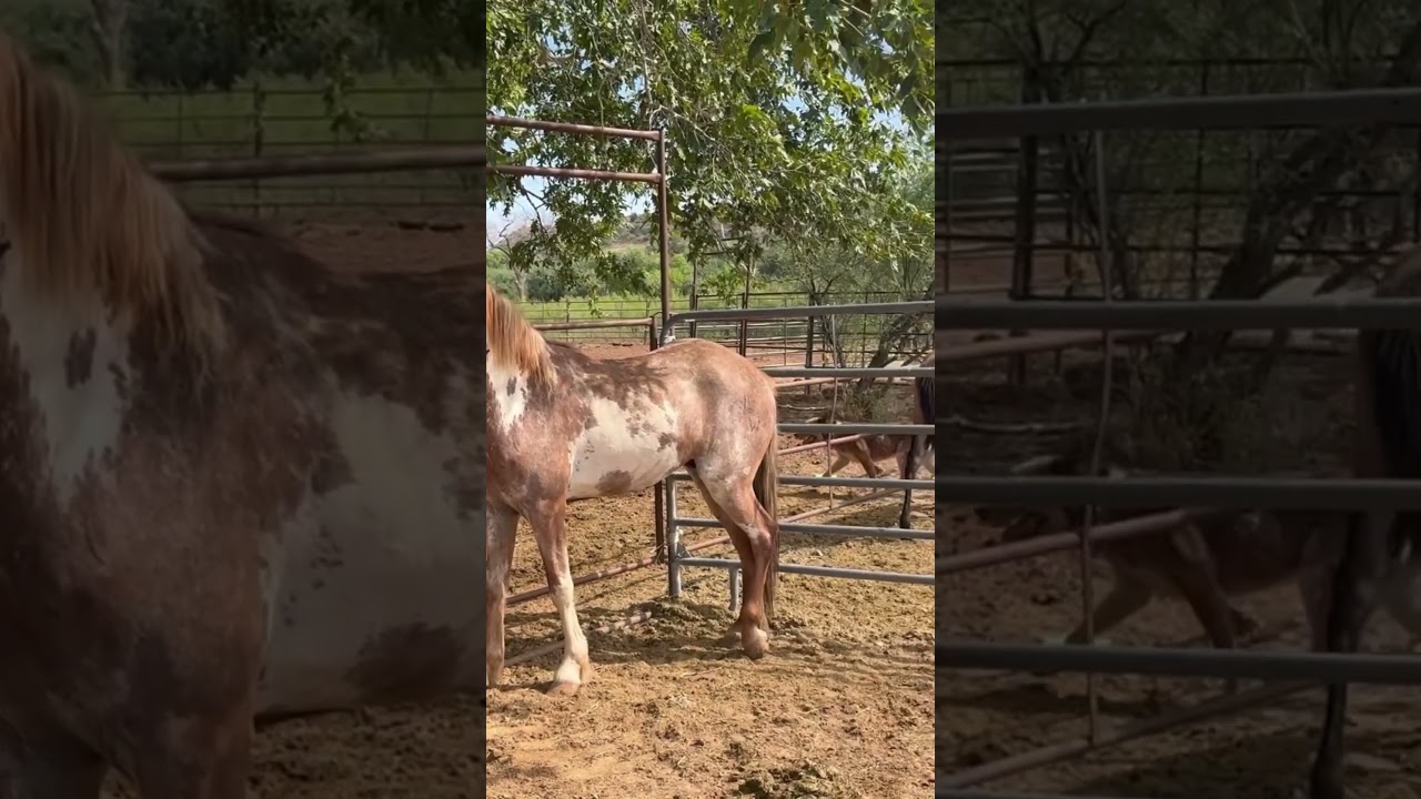 Introducing new horses #horsetraining #equinebehavior #equinescience #newhorse #naturalhorsemanship