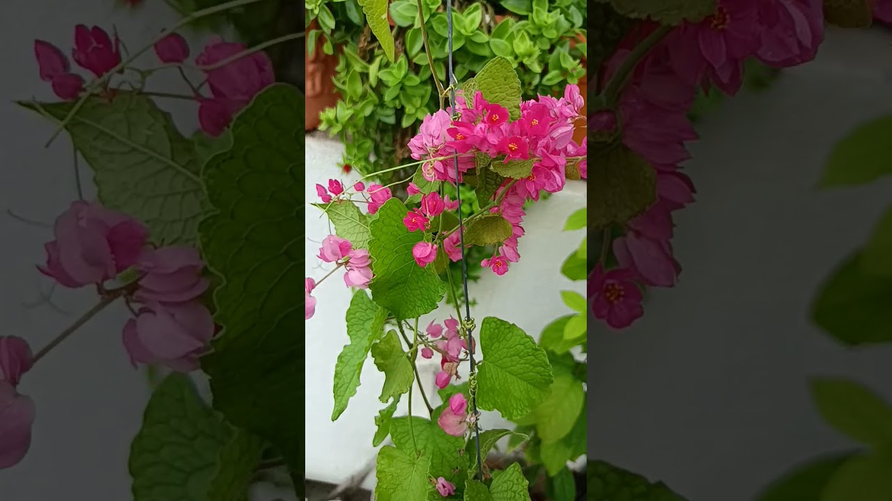 Beautiful Coral vine|| Antigonon Plant Flowering ||