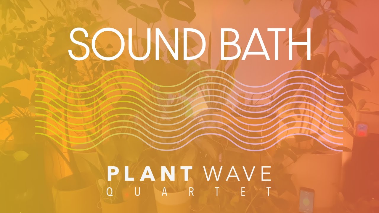 Plant Music Sound Bath - PlantWave Quartet - 528hz