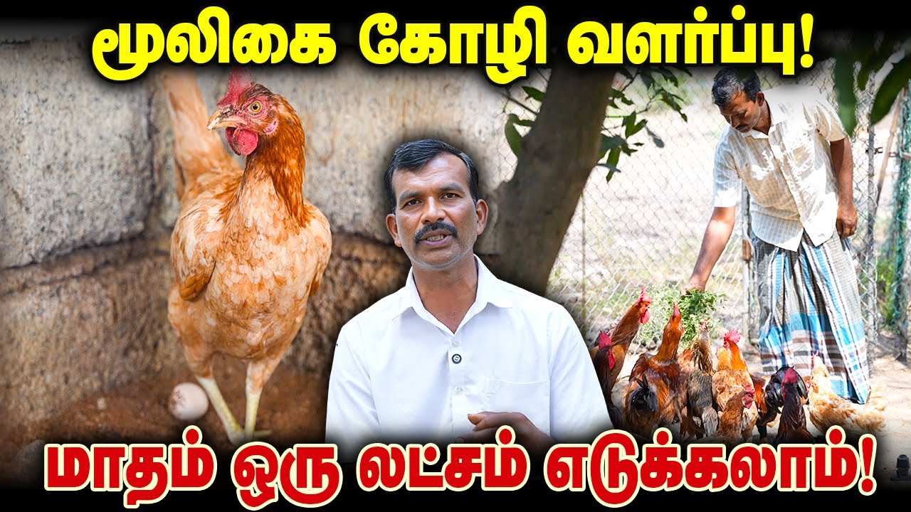நாட்டு கோழி வளர்ப்பில் மாதம் 1 லட்சம் நிச்சயம்! இப்படி செஞ்சு பாருங்க! #poultryfarming #farmer