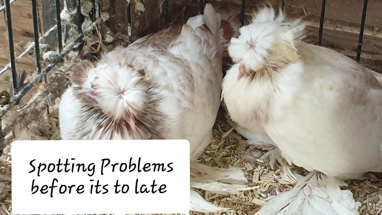 Spotting Problems in Breeding Pigeons