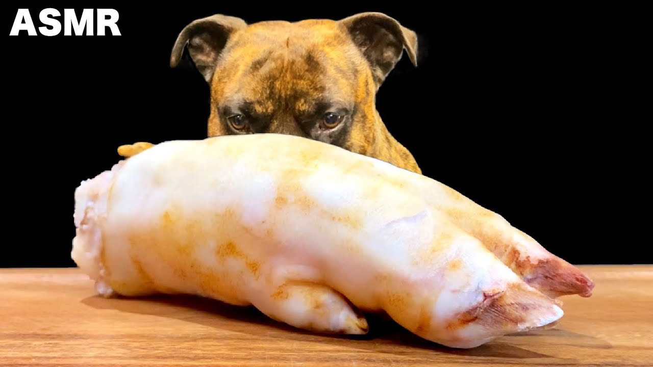 【大食い犬ASMR】豚足を目にも止まらぬ速さで食べ尽くす愛犬 MUKBANG Dog eats Pig foot