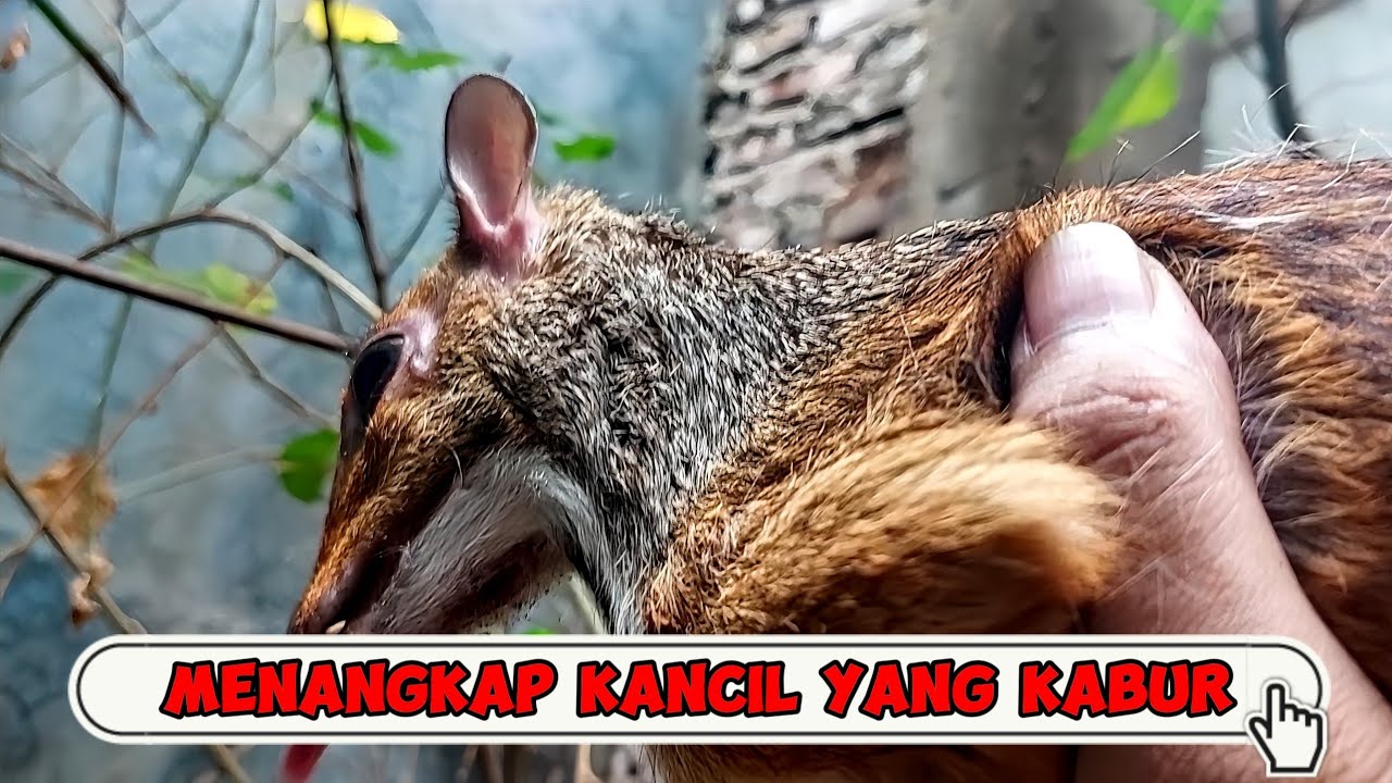Kancil Kabur dari Kandang! Mari Kita Tangkap | Ternak Kancil