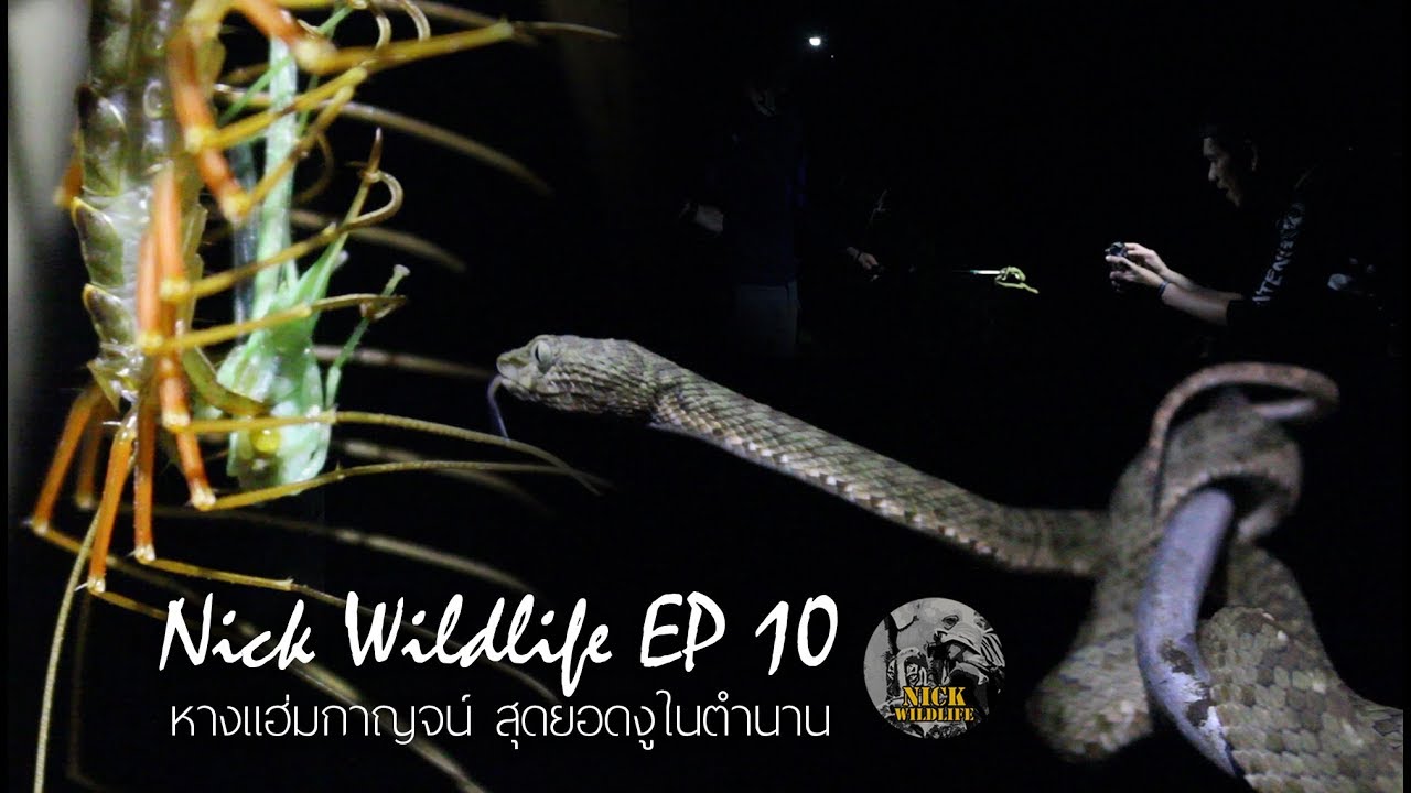 Nick Wildlife EP 10 หางแฮ่มกาญจน์ สุดยอดงูแห่งตำนาน