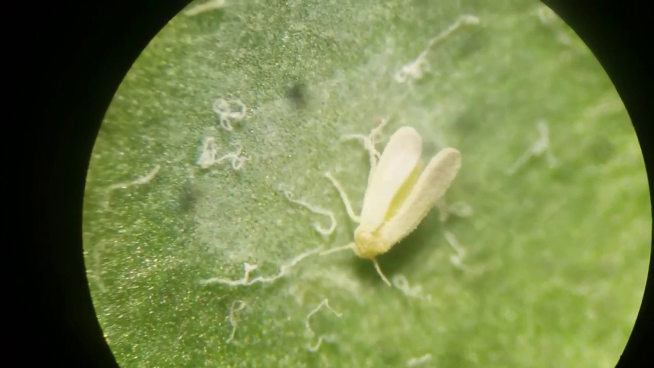 Quick Primer--Entomopathogenic Fungus Beauveria bassiana