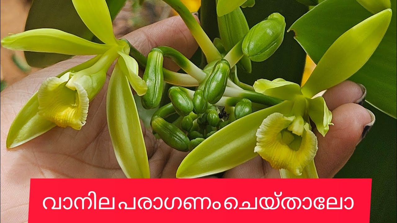 വാനില കൃഷി ചെയ്യുന്നവർ ഉണ്ടോ   (വാനില  പരാഗണം)