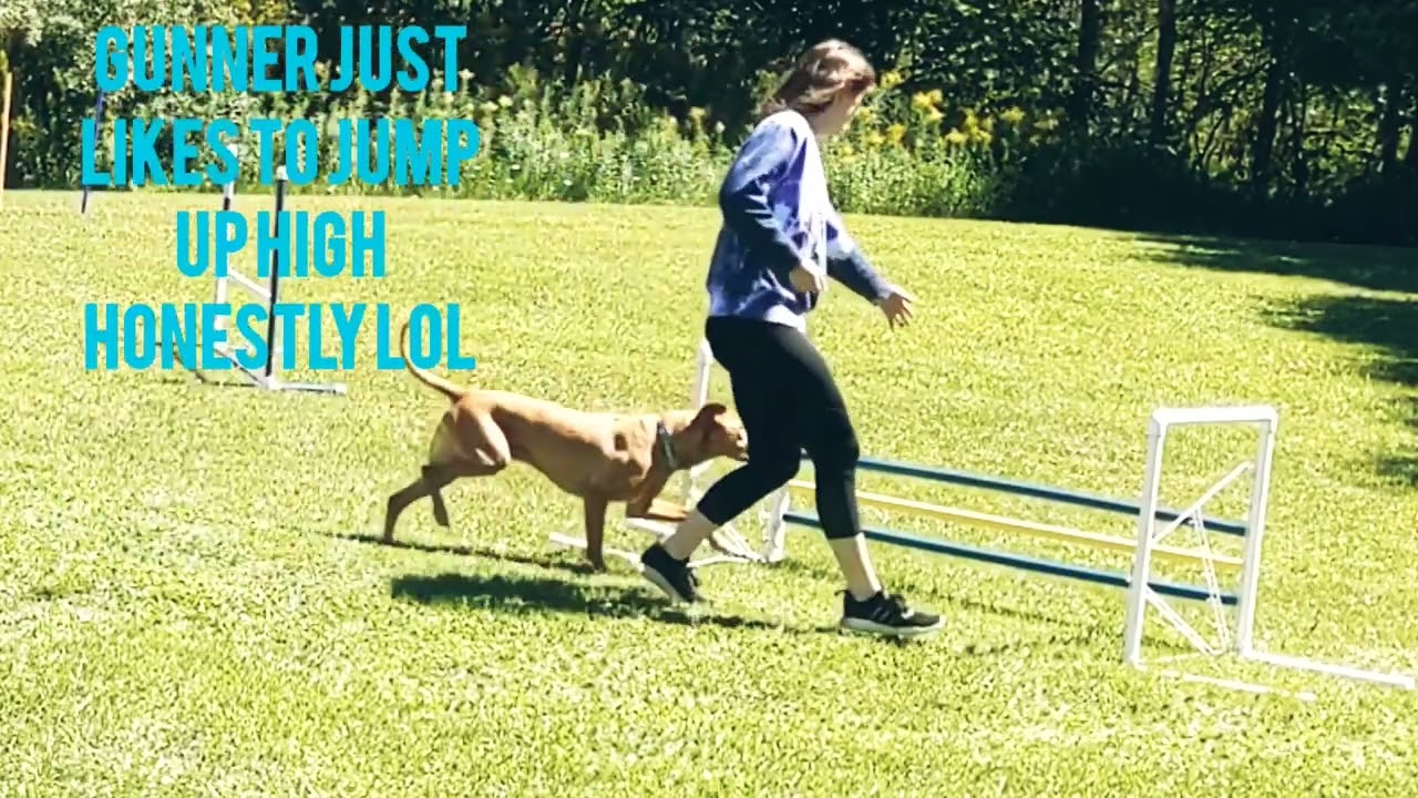 Dog Agility With A Dog Who Hasn't Done Agility