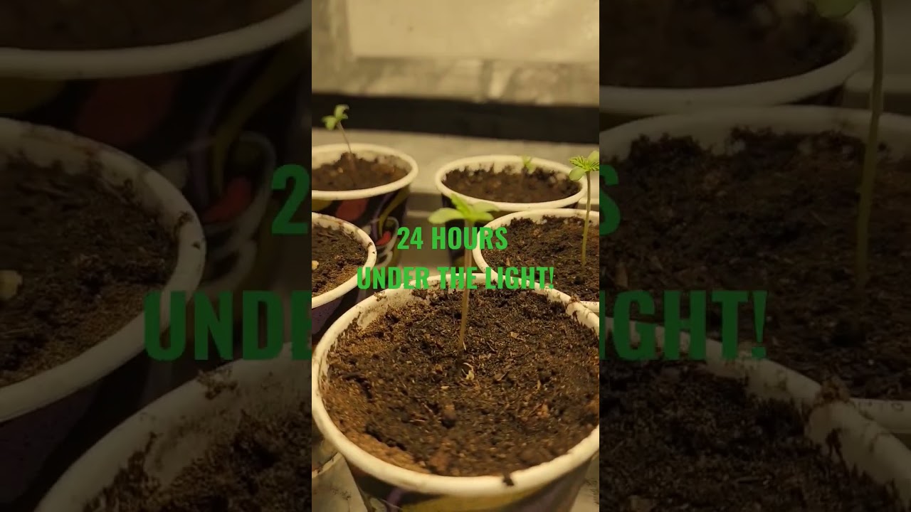 24 HOURS UNDER THE LIGHT!