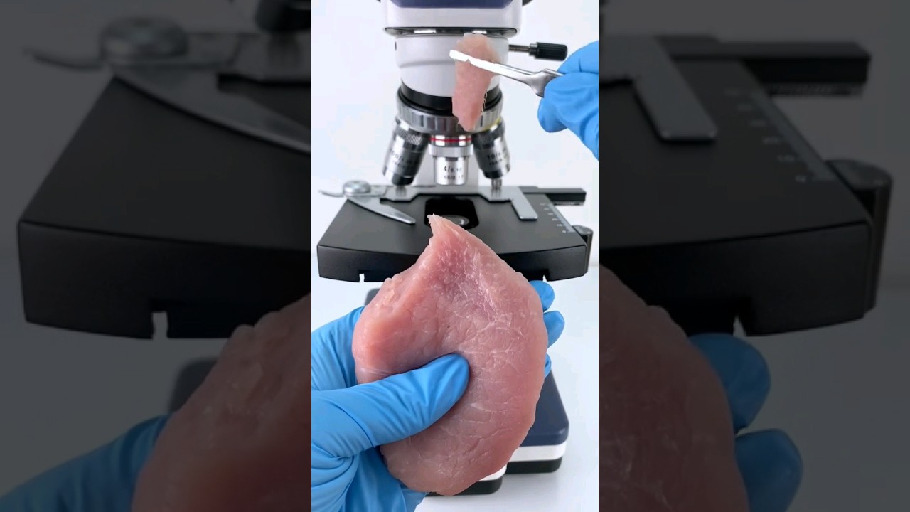 pork meat under microscope #zoom #microscope #microscopic #pork #meat