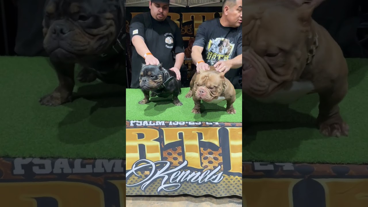 2023 IBR Bully Show follow me on IG @Sky_bullies