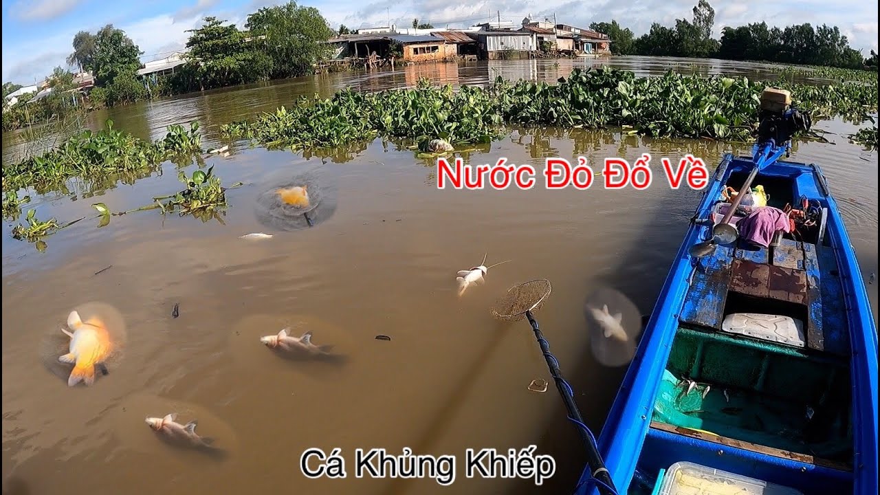 Con Nước Đỏ Đổ Về Hốt Bầy Cá Khủng Nổi Trắng Sông | Kích Cá Miền Tây | Catch Fish