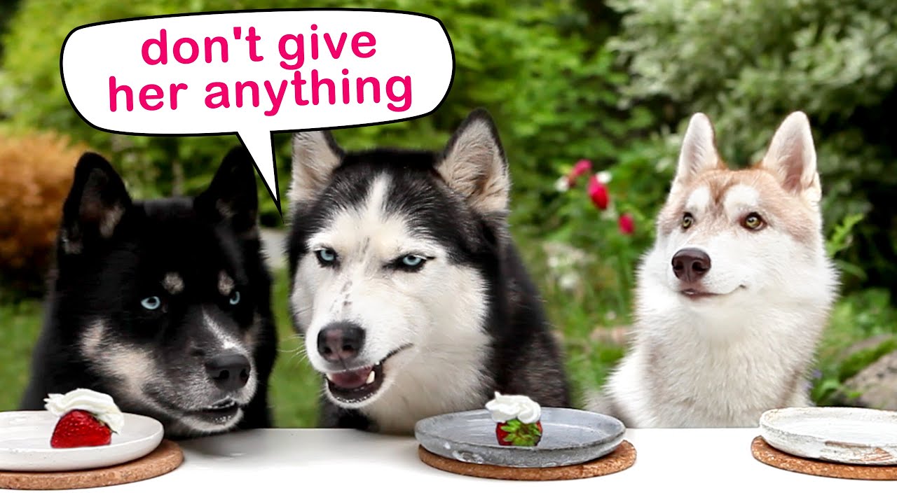 Dogs are Vegetarians! Huskies Taste Berries And Fruits! Funny Dog Video