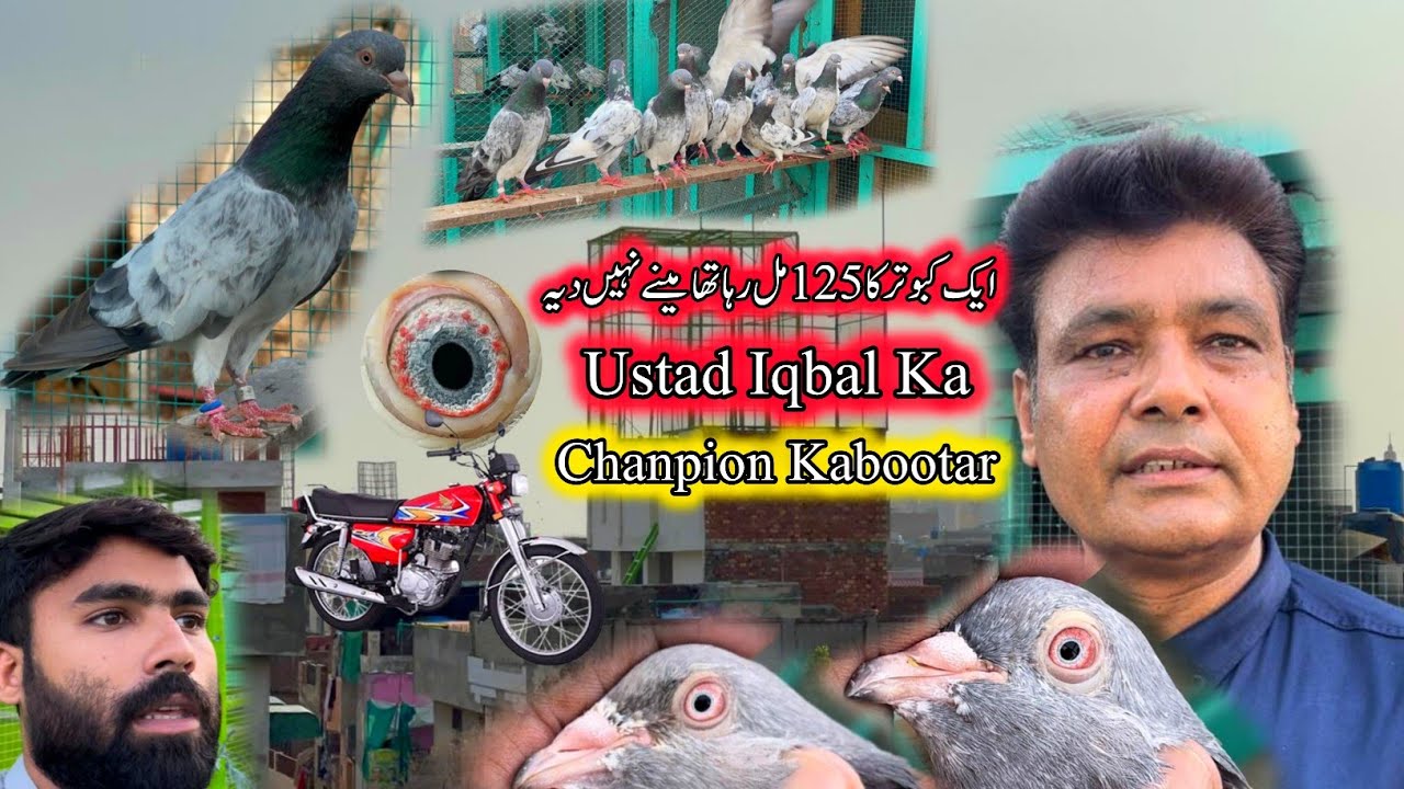 Ek Kabootar Ka 125 Mil Raha Tha 😯