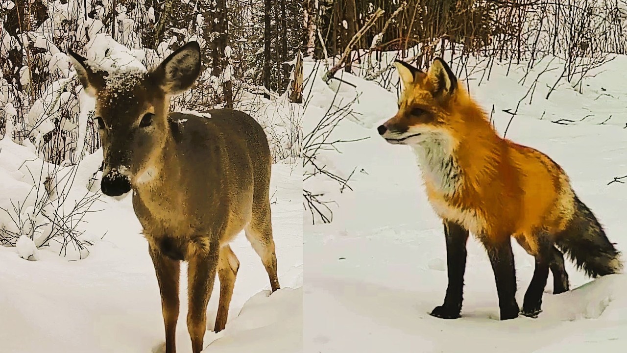 Winter in the Northwoods