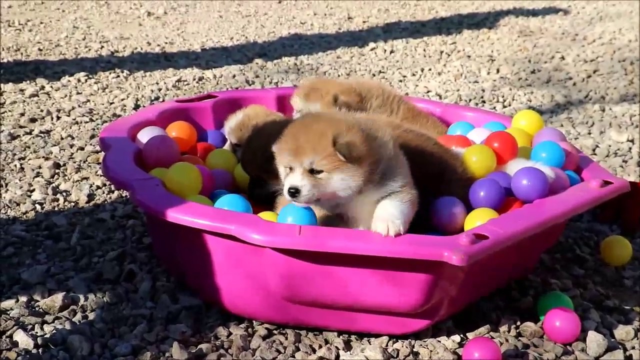 Naissance à un mois chiot Akita Inu